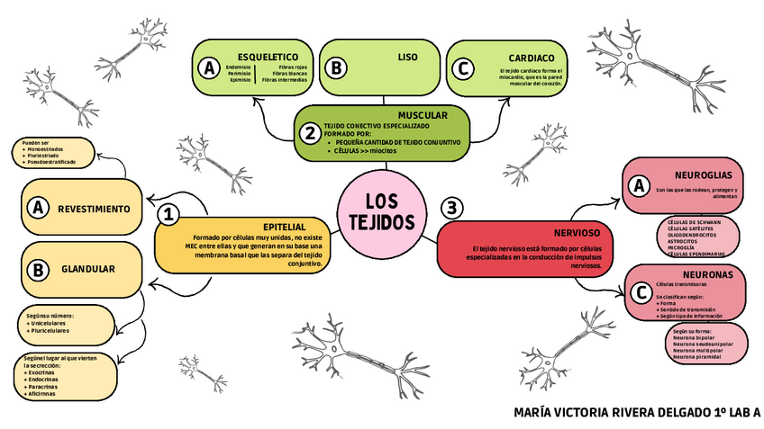 Miniatura del documento Esquema-tejidos.pdf