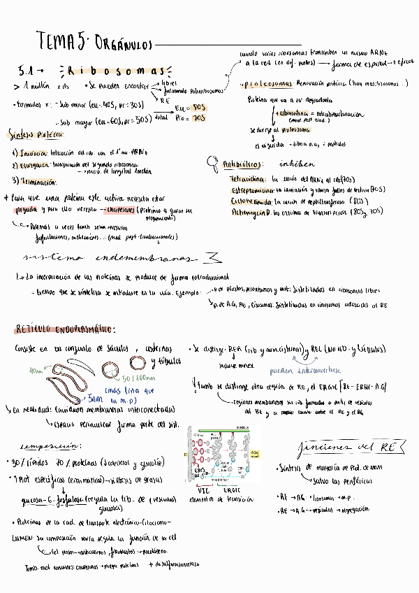 Miniatura del documento TEMA-5-Apuntes-y-esquemastodo-lo-importante.pdf