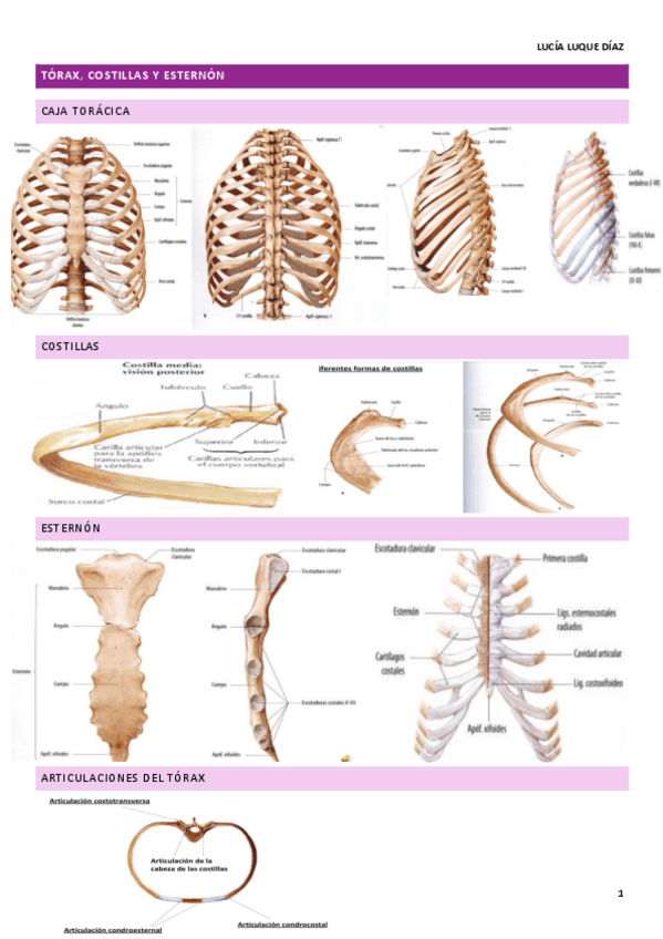 Miniatura del documento TORAX.pdf