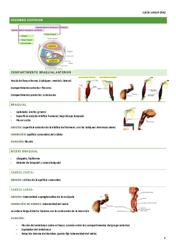 Miniatura del documento ANATOMIA-MIEMBRO-SUPERIOR-MUSCULATURA-DEL-ANTEBRAZO-Y-MANO.pdf