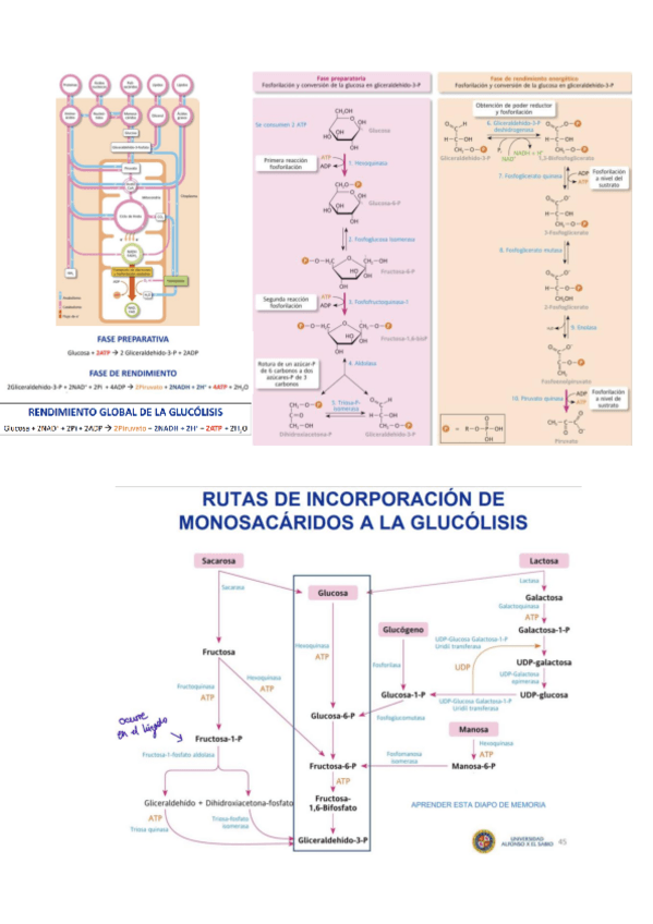 Miniatura del documento Tema-4-Cosas-q-hay-q-aprenderse-de-flechitas-y-demas.pdf