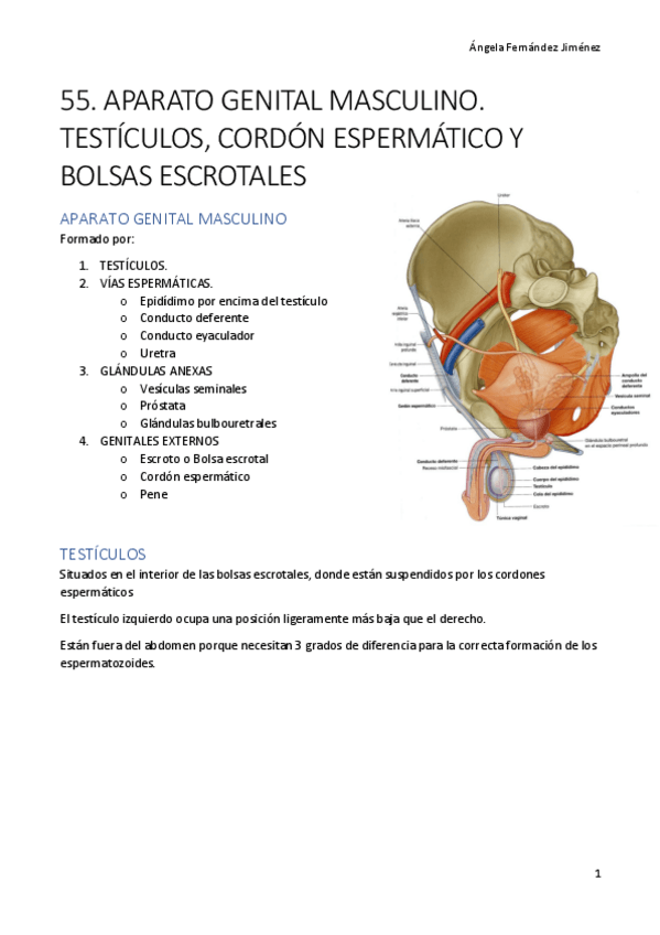 Miniatura del documento 55. APARATO GENITAL MASCULINO. TESTÍCULOS- CORDÓN ESPERMÁTICO Y BOLSAS ESCROTALES.pdf