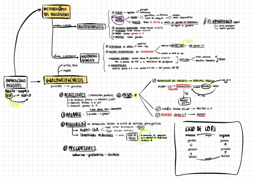 Miniatura del documento Catabolismo-Anabolismo.pdf