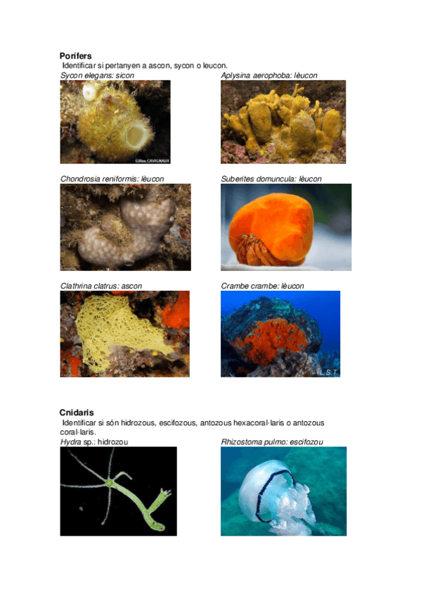 Miniatura del documento visum-estudiar.pdf