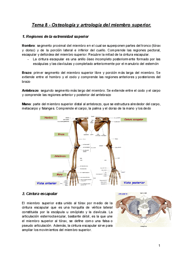 Miniatura del documento Anatomia-Tema-8.pdf