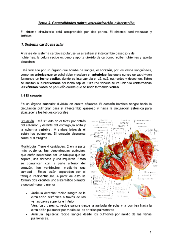 Miniatura del documento Anatomia-Tema-3.pdf