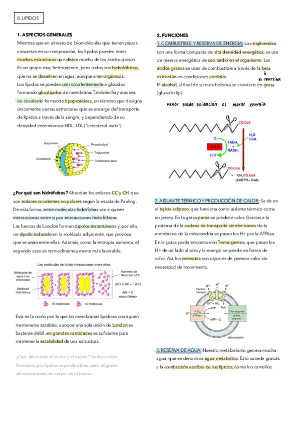 Miniatura del documento 8-Lipidos.pdf