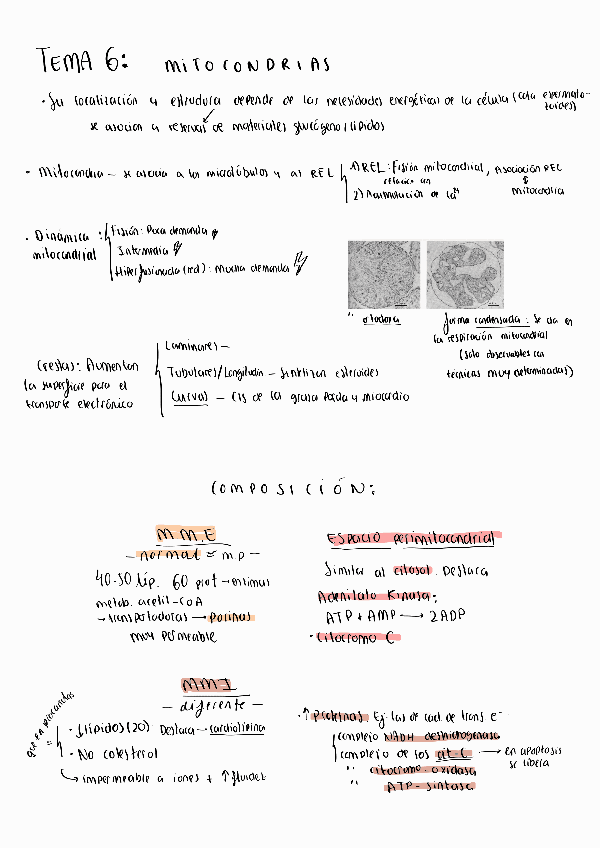 Miniatura del documento TEMA-6-Apuntes-y-esquemas-de-todo-lo-importante..pdf