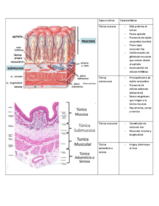 Miniatura del documento Histologia-respiratoria.pdf