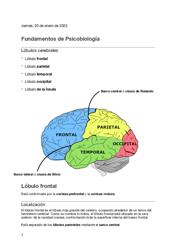 Miniatura del documento Lobulos-cerebrales.pdf