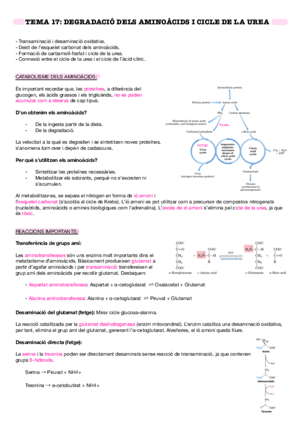 Miniatura del documento TEMA 17 - Degradació dels aminoàcids i cicle de la urea 22-23.pdf