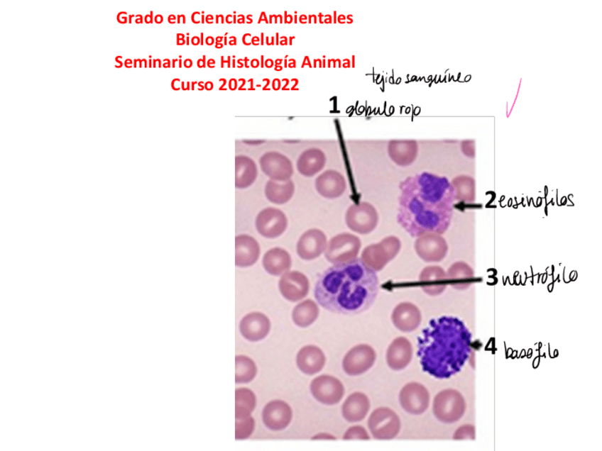 Miniatura del documento SEMINARIO-HistologiaAnimal-1.pdf