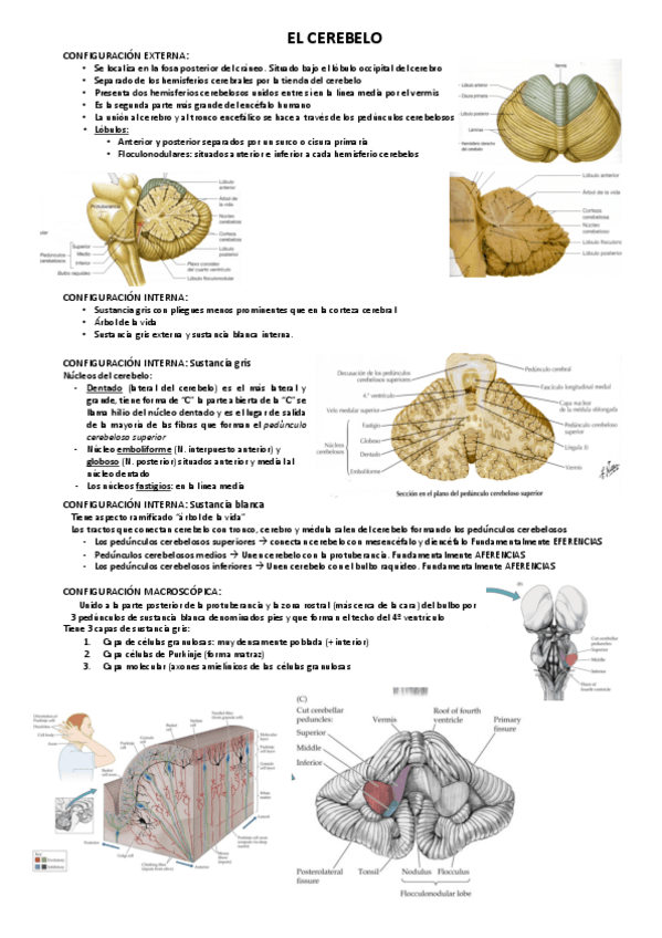 Miniatura del documento EL-CEREBELO.pdf