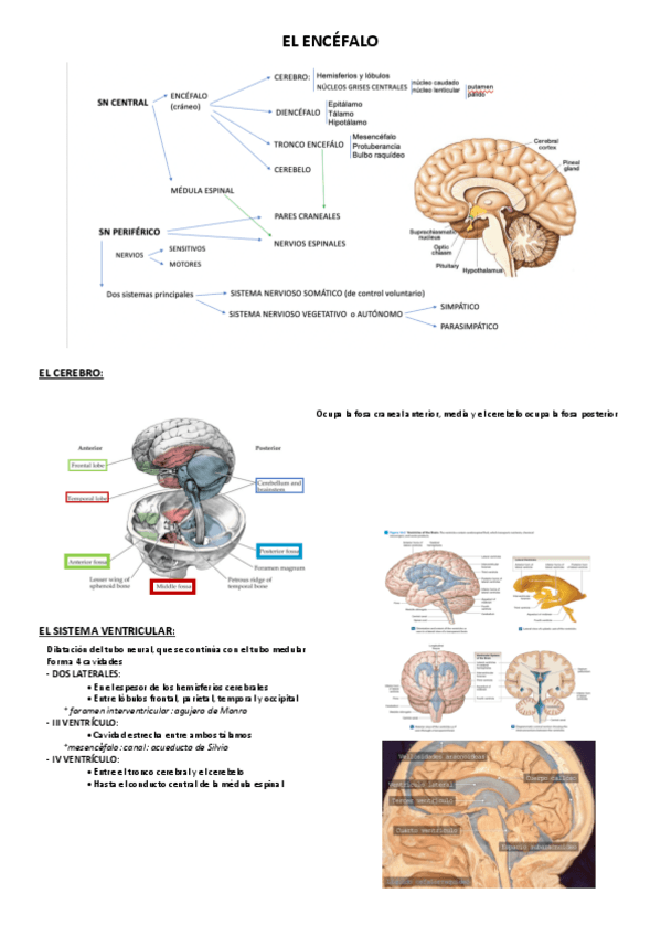 Miniatura del documento EL-ENCEFALO.pdf