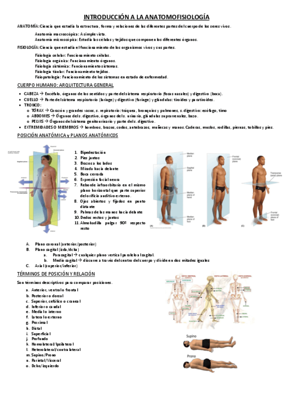 Miniatura del documento INTRODUCCION-A-LA-ANATOMOFISIOLOGIA.pdf