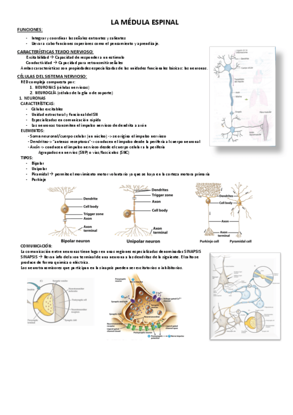 Miniatura del documento LA-MEDULA-ESPINAL.pdf