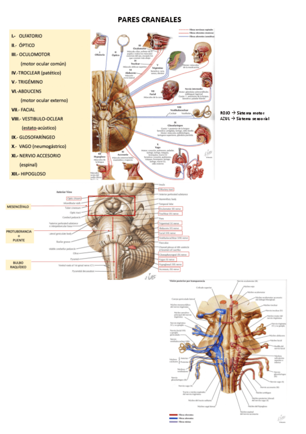 Miniatura del documento PARES-CRANEALES.pdf