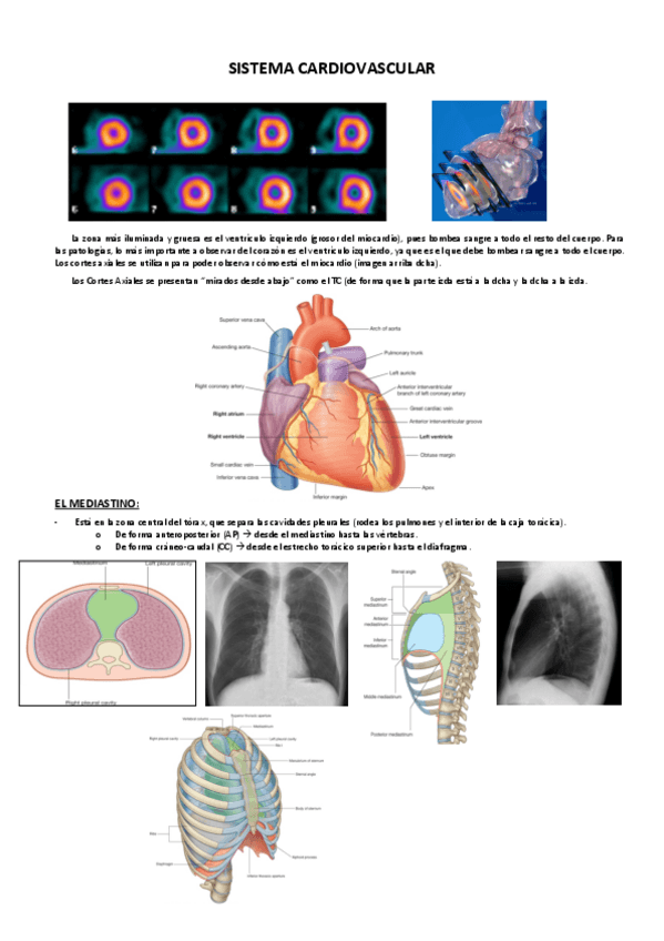 Miniatura del documento SISTEMA-CARDIOVASCULAR.pdf