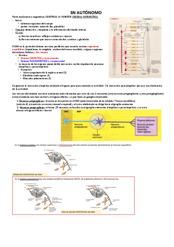 Miniatura del documento SN-AUTONOMO.pdf