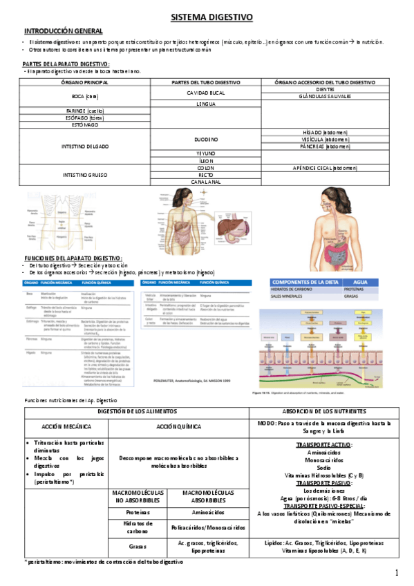 Miniatura del documento DIGESTIVO.pdf