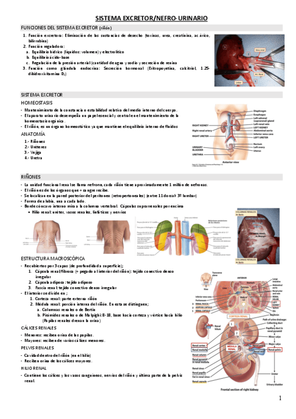 Miniatura del documento EXCRETOR.pdf