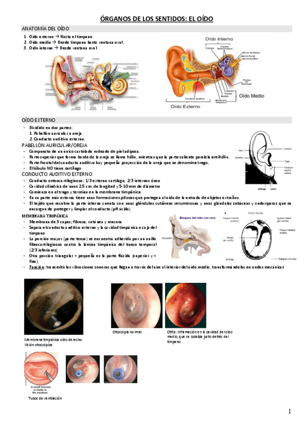 Miniatura del documento OIDO.pdf