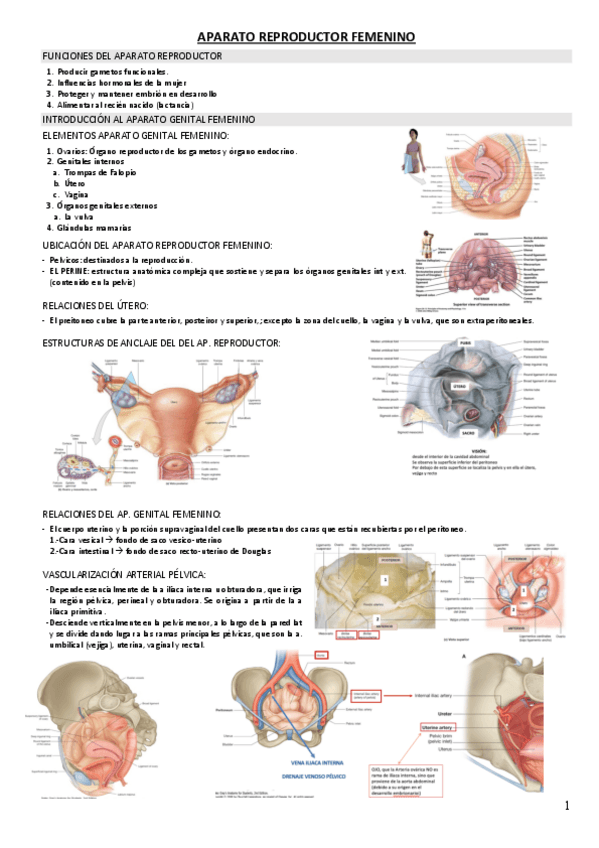 Miniatura del documento REP-FEMENINO.pdf