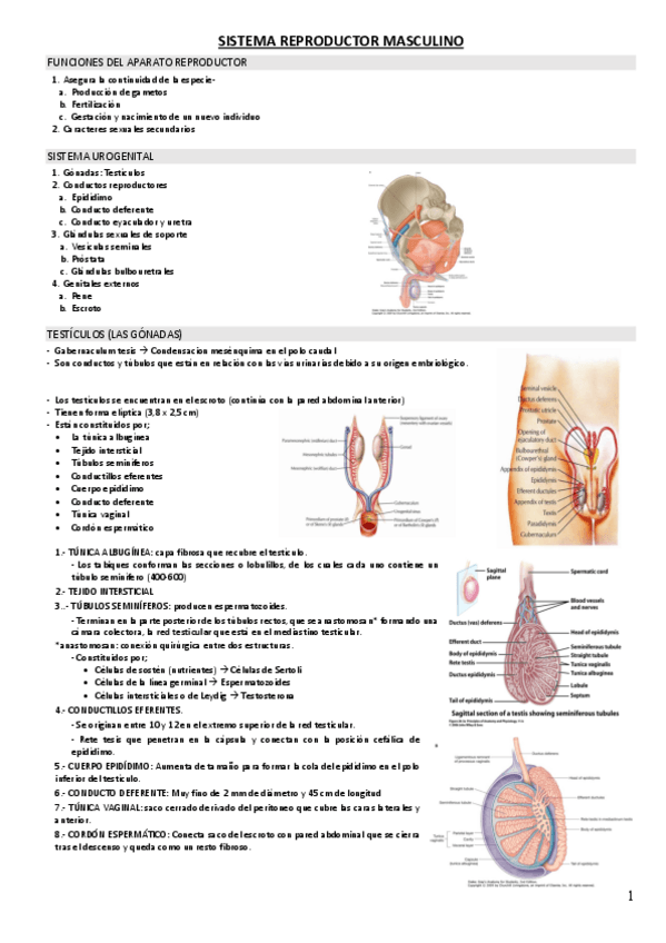 Miniatura del documento REP-MASCULINO.pdf