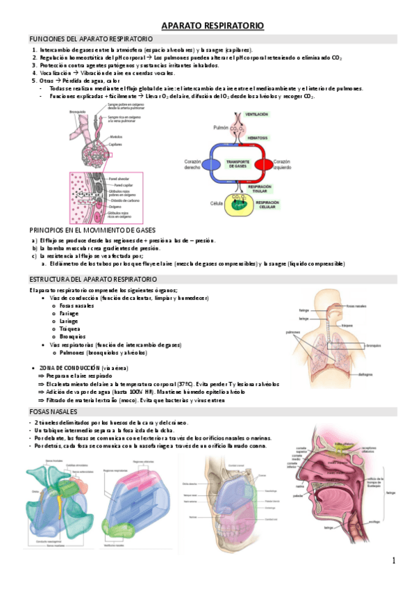 Miniatura del documento RESPIRATORIO.pdf