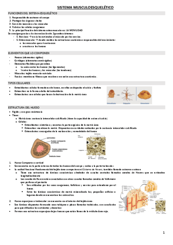 Miniatura del documento SISTEMA-MUSCULOESQUELETICO.pdf