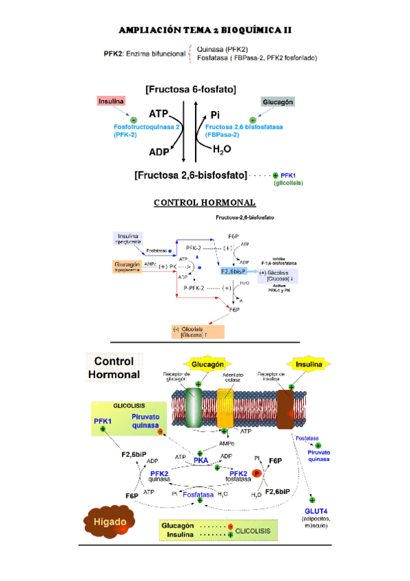 Miniatura del documento AMPLIACION-TEMA-2-BIOQUIMICA-II.pdf
