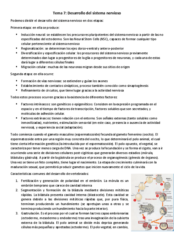 Miniatura del documento T7-NBM-Desarrollo-del-sistema-nervioso.pdf