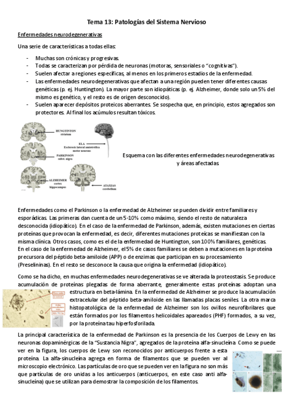 Miniatura del documento T13-NMB-Patologias-del-Sistema-Nervioso.pdf
