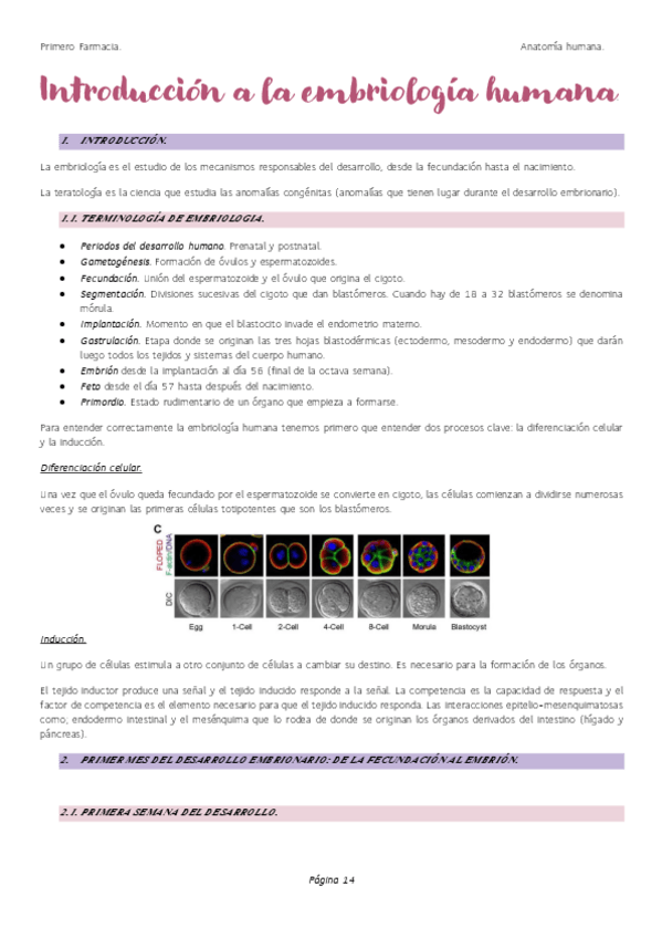 Miniatura del documento Introduccion-a-la-embriologia.pdf