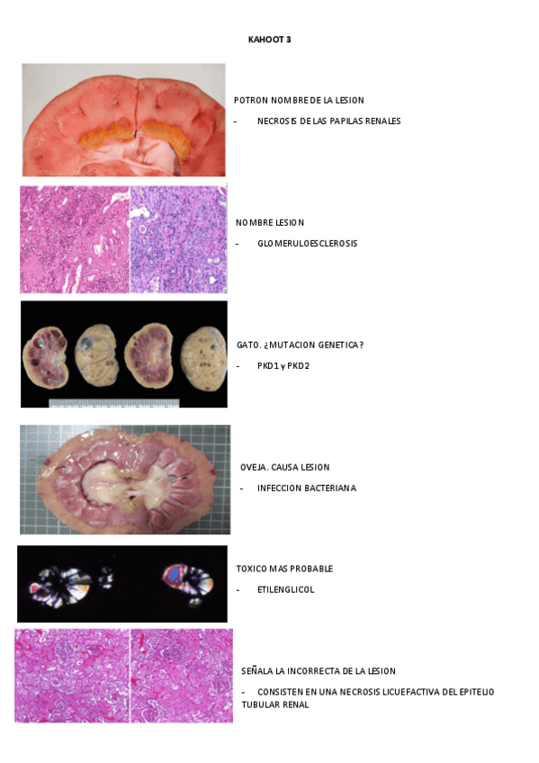 Miniatura del documento KAHOOT-3.pdf