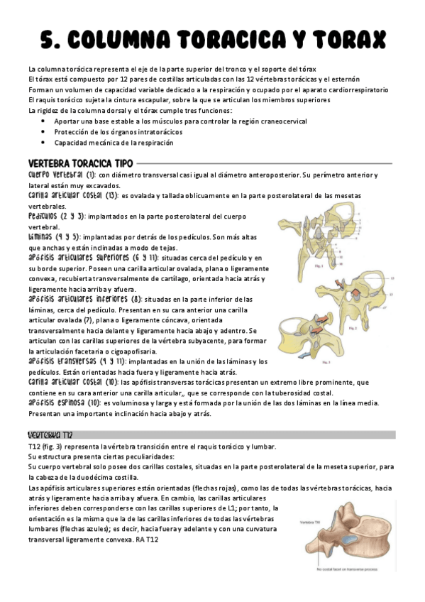 Miniatura del documento Tema-5.-Biomecanica-de-la-columna-toracica.pdf