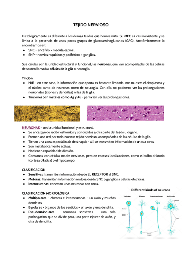 Miniatura del documento TEJIDO-NERVIOSO.pdf
