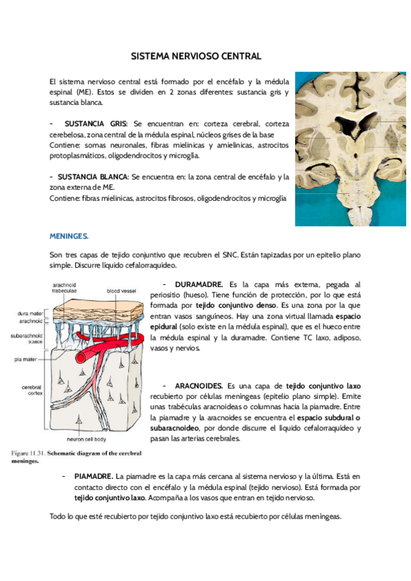 Miniatura del documento SNC.pdf