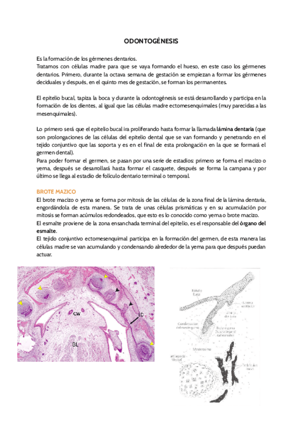 Miniatura del documento ODONTOGENESIS.pdf
