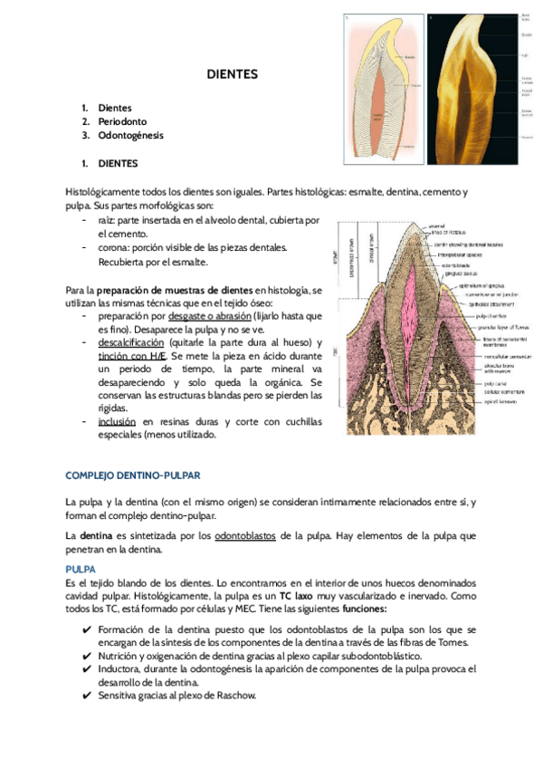 Miniatura del documento DIENTES.pdf