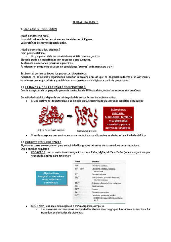 Miniatura del documento TEMA-4-ENZIMAS-I.pdf