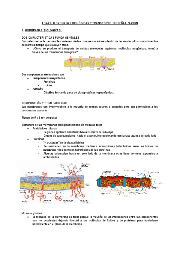 Miniatura del documento TEMA-6-MEMBRANAS-BIOLOGICAS-Y-TRANSPORTE.pdf