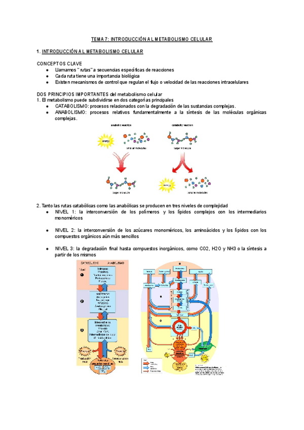 Miniatura del documento TEMA-7-INTRODUCCION-AL-METABOLISMO-CELULAR.pdf
