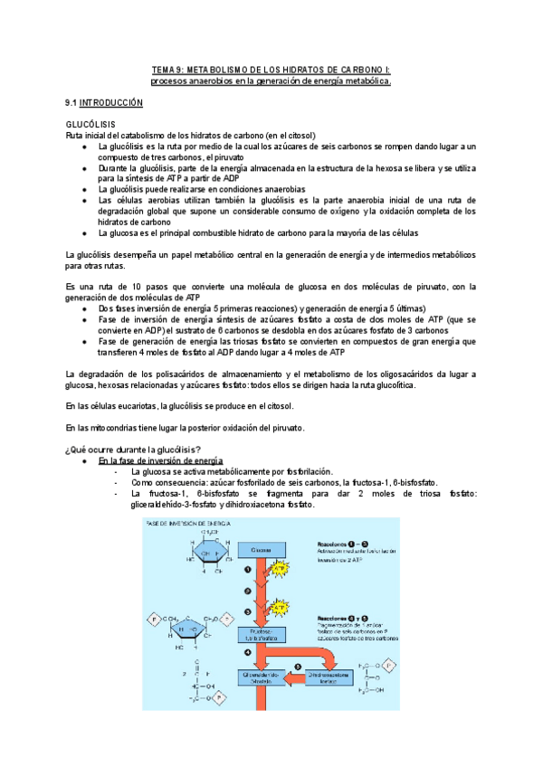Miniatura del documento TEMA-9-METABOLISMO-DE-LOS-HIDRATOS-DE-CARBONO-I.pdf