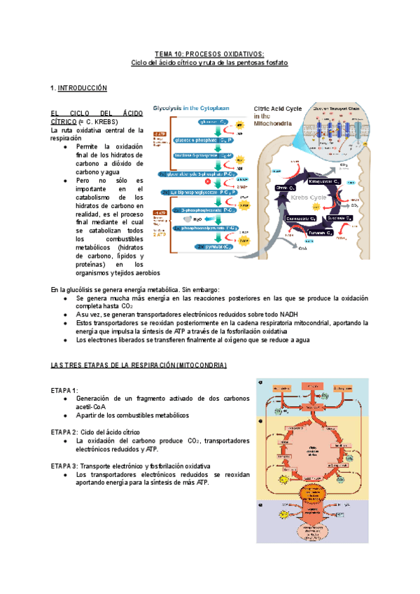 Miniatura del documento TEMA-10-PROCESOS-OXIDATIVOS.pdf