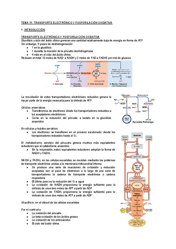 Miniatura del documento TEMA-11-TRANSPORTE-ELECTRONICO-Y-FOSFORILACION-OXIDATIVA.pdf