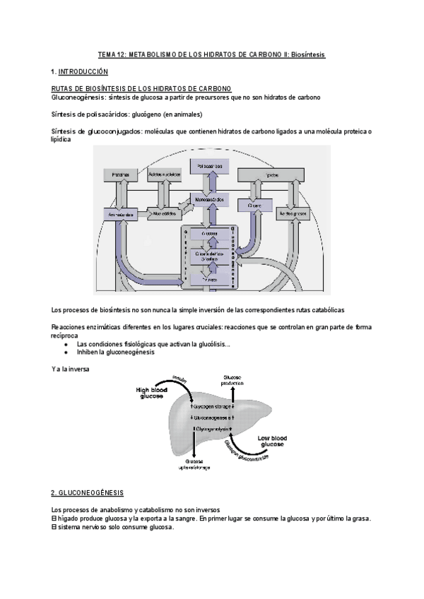Miniatura del documento TEMA-12-METABOLISMO-DE-LOS-HIDRATOS-DE-CARBONO-II-BIOSINTESIS.pdf