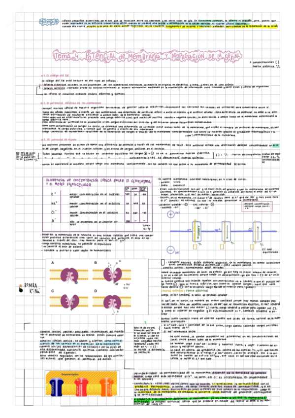 Miniatura del documento tema-4-apuntes-completos.pdf