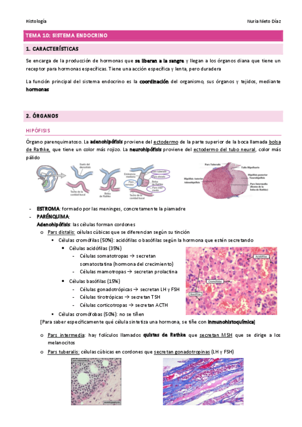 Miniatura del documento TEMA 10 - Sistema endocrino