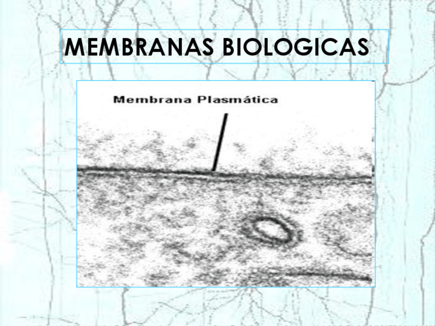 Miniatura del documento MEMBRANAS-BIOLOGICAS-2014.pdf